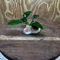 Scapeshop.com.au One Only Rosy Cloud Rock Creation with Anubias Nana - ONE ONLY Rosy Cloud Rock Creation with Nana Anubias Plant for Aquariums 