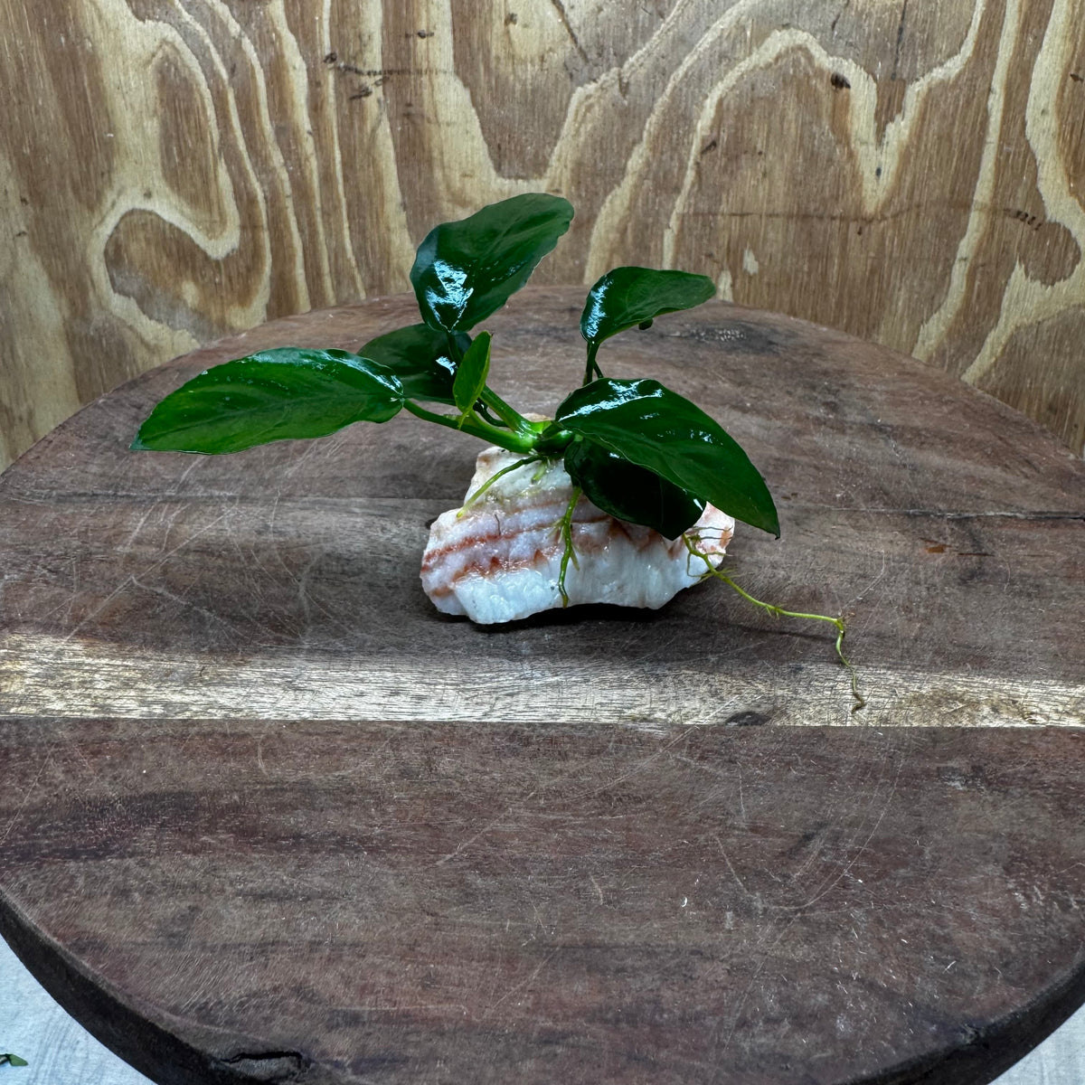 Scapeshop.com.au One Only Rosy Cloud Rock Creation with Anubias Nana - ONE ONLY Rosy Cloud Rock Creation with Nana Anubias Plant for Aquariums 