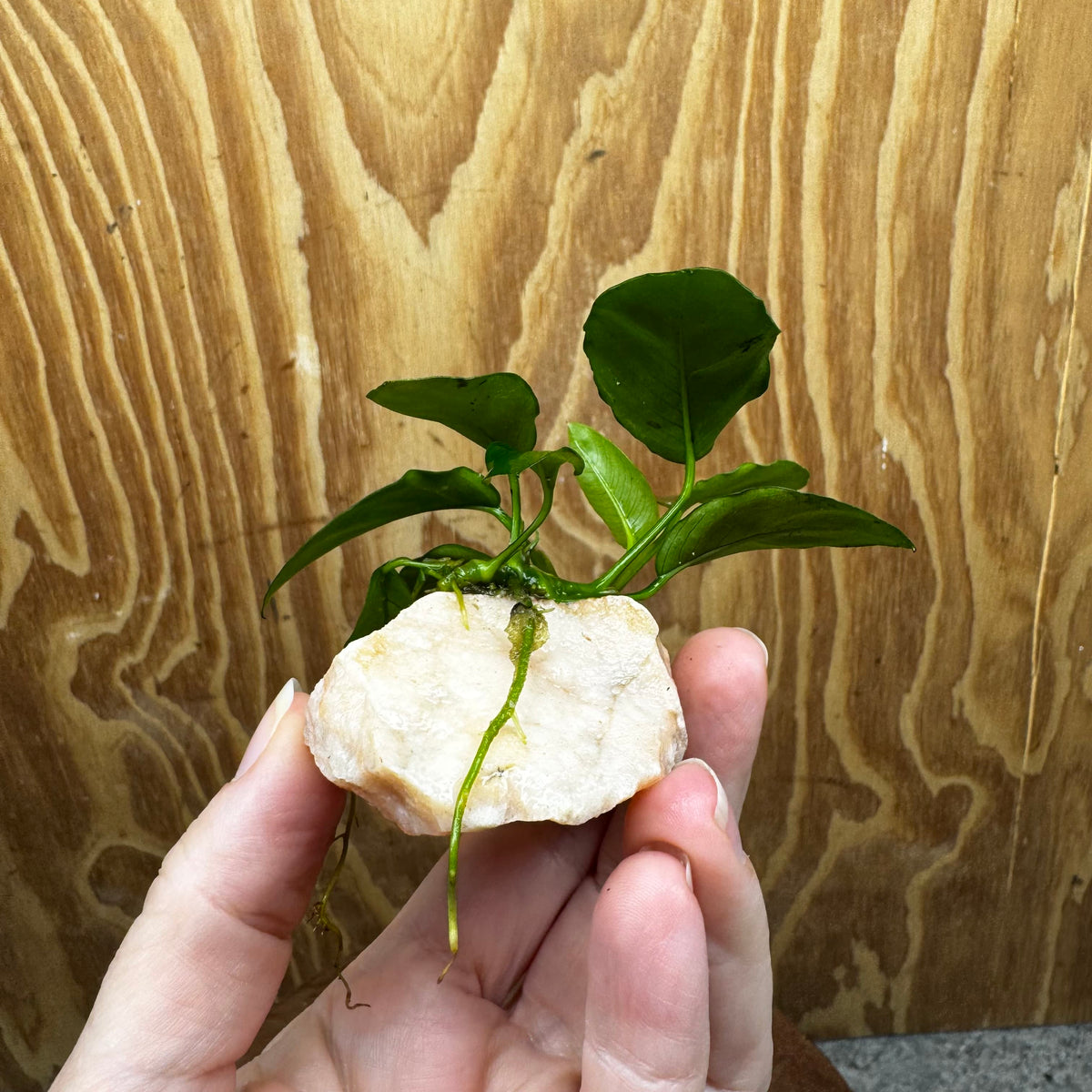 Scapeshop.com.au One Only Rosy Cloud Rock Creation with Anubias Nana - ONE ONLY Rosy Cloud Rock Creation with Nana Anubias Plant for Aquariums 