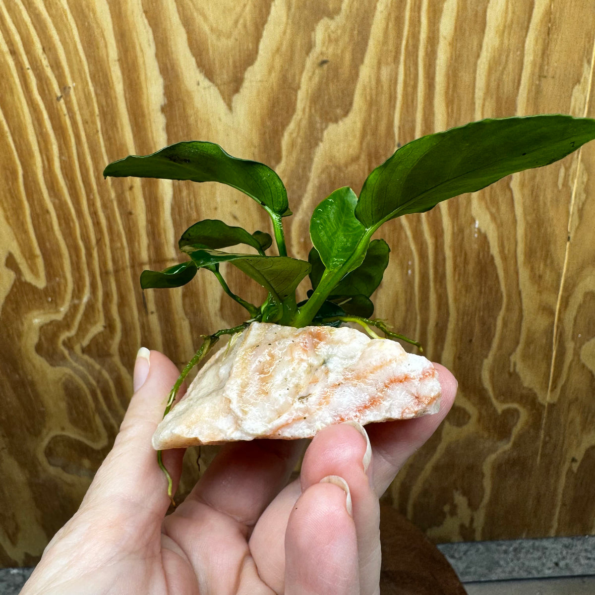 Scapeshop.com.au One Only Rosy Cloud Rock Creation with Anubias Nana - ONE ONLY Rosy Cloud Rock Creation with Nana Anubias Plant for Aquariums 