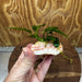 Scapeshop.com.au One Only Rosy Cloud Rock Creation with Anubias Nana - ONE ONLY Rosy Cloud Rock Creation with Nana Anubias Plant for Aquariums 