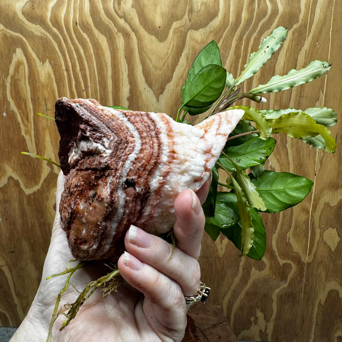 Scapeshop.com.au One Only Rosy Cloud Rock Creation with Bucephalandra and Nana Anubias - ONE ONLY Rosy Cloud Rock Creation with Bucephalandra and Nana Anubias  