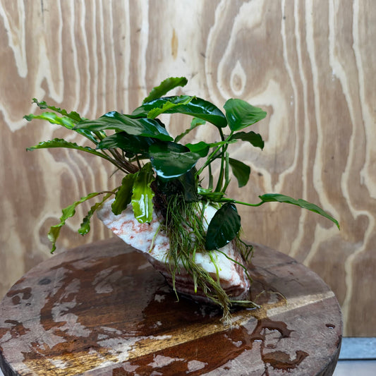 Scapeshop.com.au One Only Rosy Cloud Rock Creation with Bucephalandra and Nana Anubias - ONE ONLY Rosy Cloud Rock Creation with Bucephalandra and Nana Anubias  