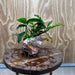 Scapeshop.com.au One Only Rosy Cloud Rock Creation with Bucephalandra and Nana Anubias - ONE ONLY Rosy Cloud Rock Creation with Bucephalandra and Nana Anubias  