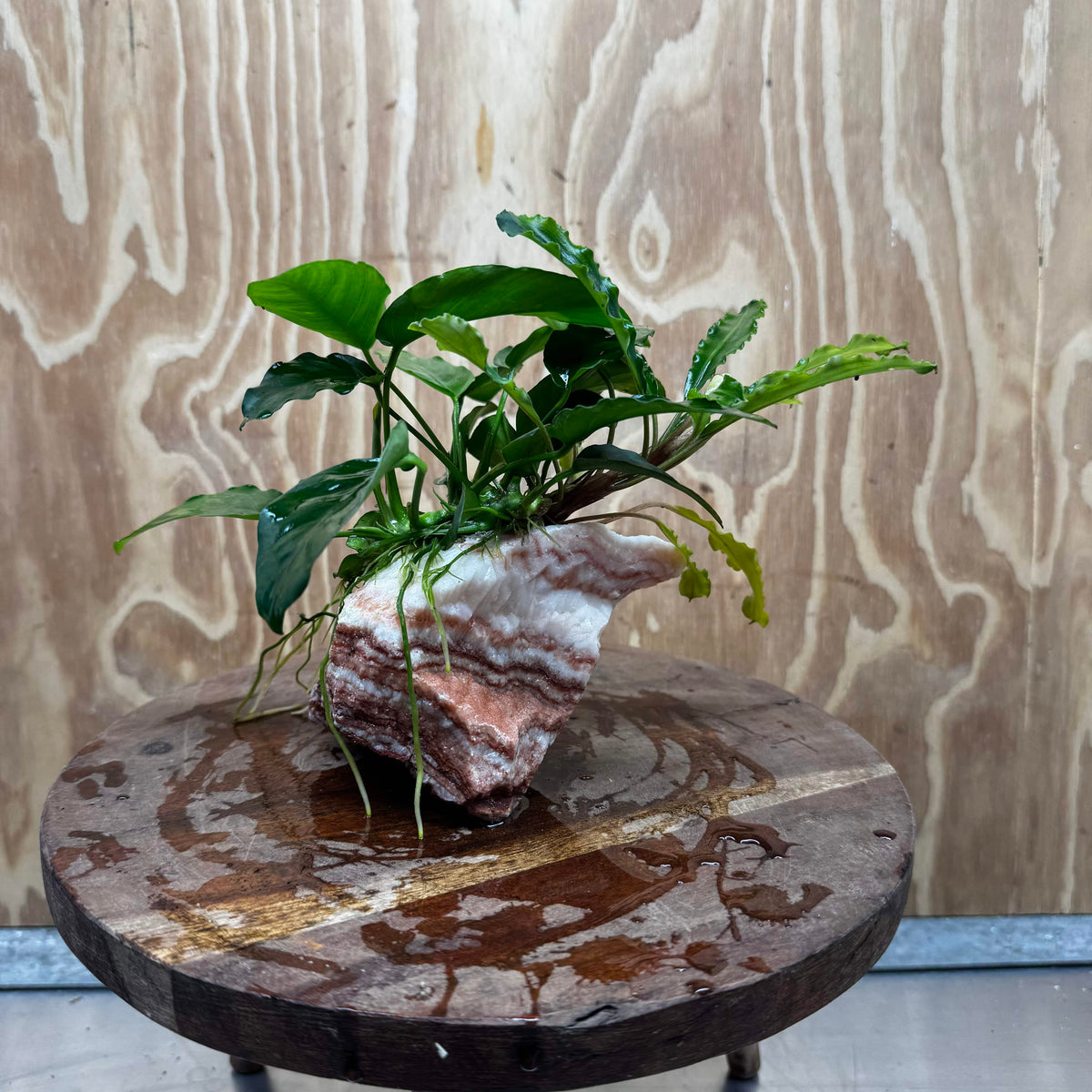 Scapeshop.com.au One Only Rosy Cloud Rock Creation with Bucephalandra and Nana Anubias - ONE ONLY Rosy Cloud Rock Creation with Bucephalandra and Nana Anubias  