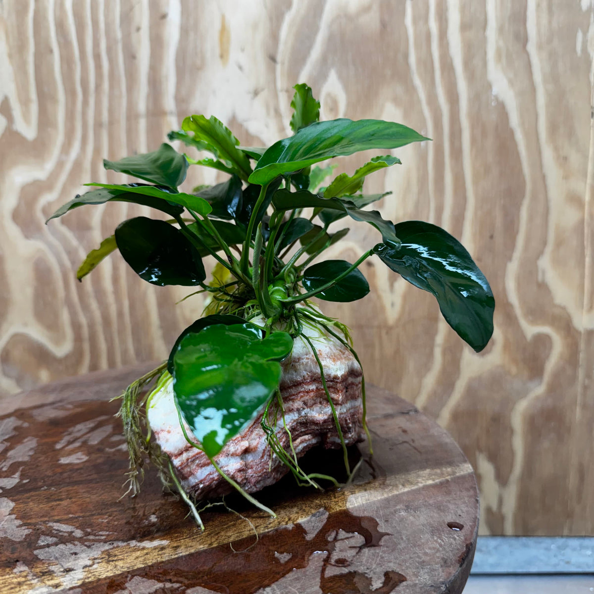 Scapeshop.com.au One Only Rosy Cloud Rock Creation with Bucephalandra and Nana Anubias - ONE ONLY Rosy Cloud Rock Creation with Bucephalandra and Nana Anubias  