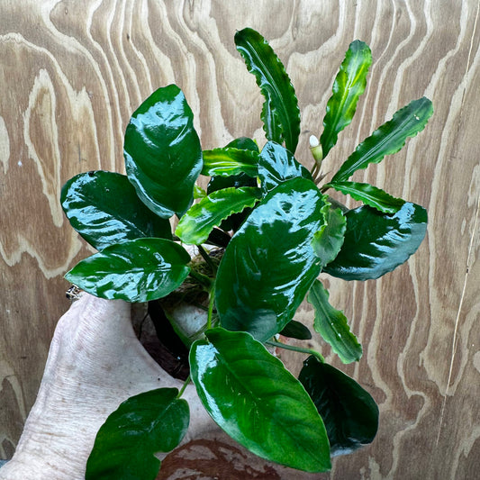 Scapeshop.com.au One Only Rosy Cloud Rock Creation with Bucephalandra and Nana Anubias - ONE ONLY Rosy Cloud Rock Creation with Bucephalandra and Nana Anubias  
