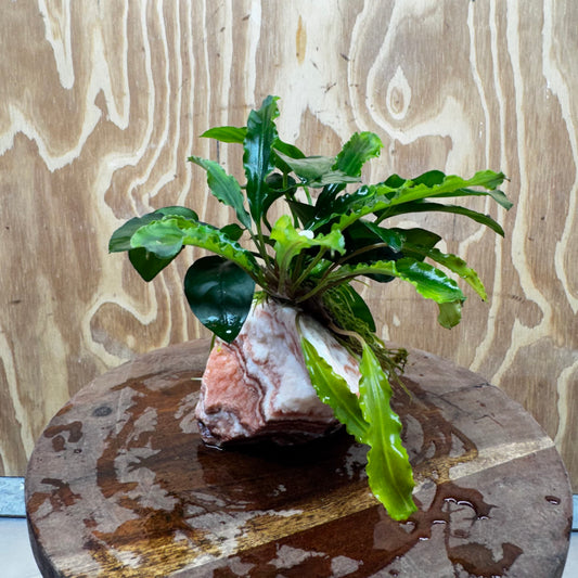 Scapeshop.com.au One Only Rosy Cloud Rock Creation with Bucephalandra and Nana Anubias - ONE ONLY Rosy Cloud Rock Creation with Bucephalandra and Nana Anubias  