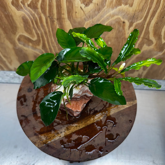 Scapeshop.com.au One Only Rosy Cloud Rock Creation with Bucephalandra and Nana Anubias - ONE ONLY Rosy Cloud Rock Creation with Bucephalandra and Nana Anubias  