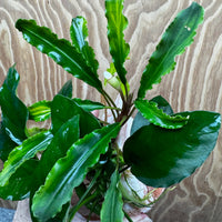 Scapeshop.com.au One Only Rosy Cloud Rock Creation with Bucephalandra and Nana Anubias - ONE ONLY Rosy Cloud Rock Creation with Bucephalandra and Nana Anubias  