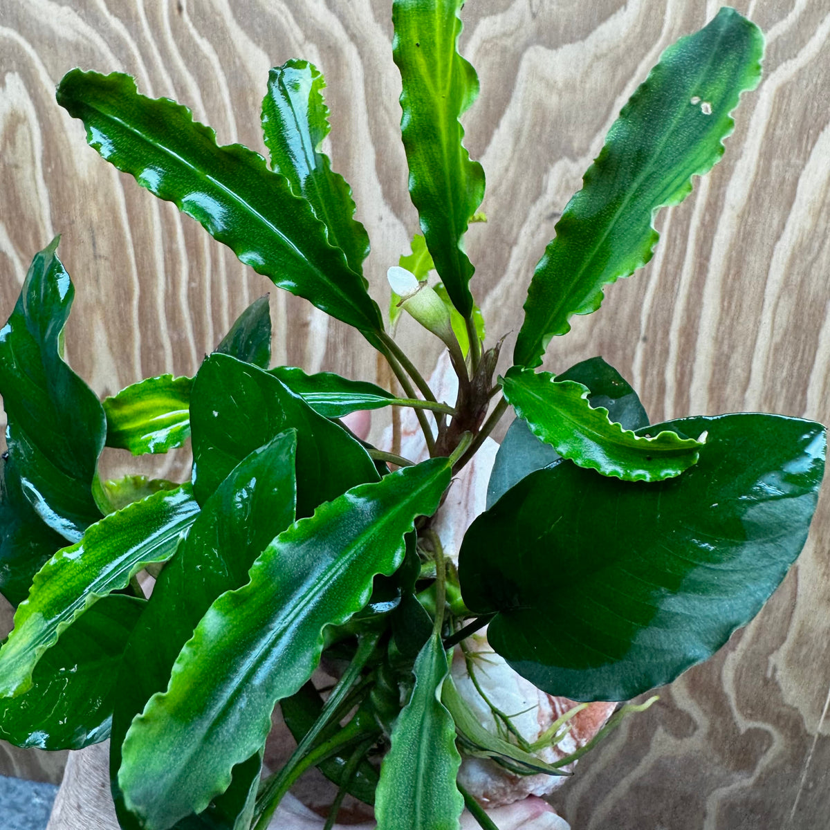Scapeshop.com.au One Only Rosy Cloud Rock Creation with Bucephalandra and Nana Anubias - ONE ONLY Rosy Cloud Rock Creation with Bucephalandra and Nana Anubias  