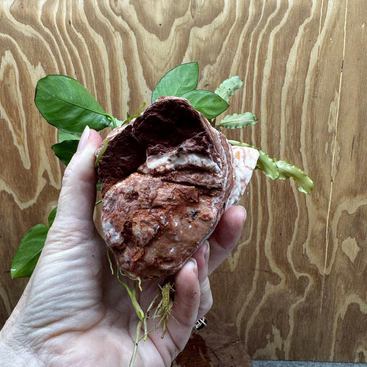 Scapeshop.com.au One Only Rosy Cloud Rock Creation with Bucephalandra and Nana Anubias - ONE ONLY Rosy Cloud Rock Creation with Bucephalandra and Nana Anubias  