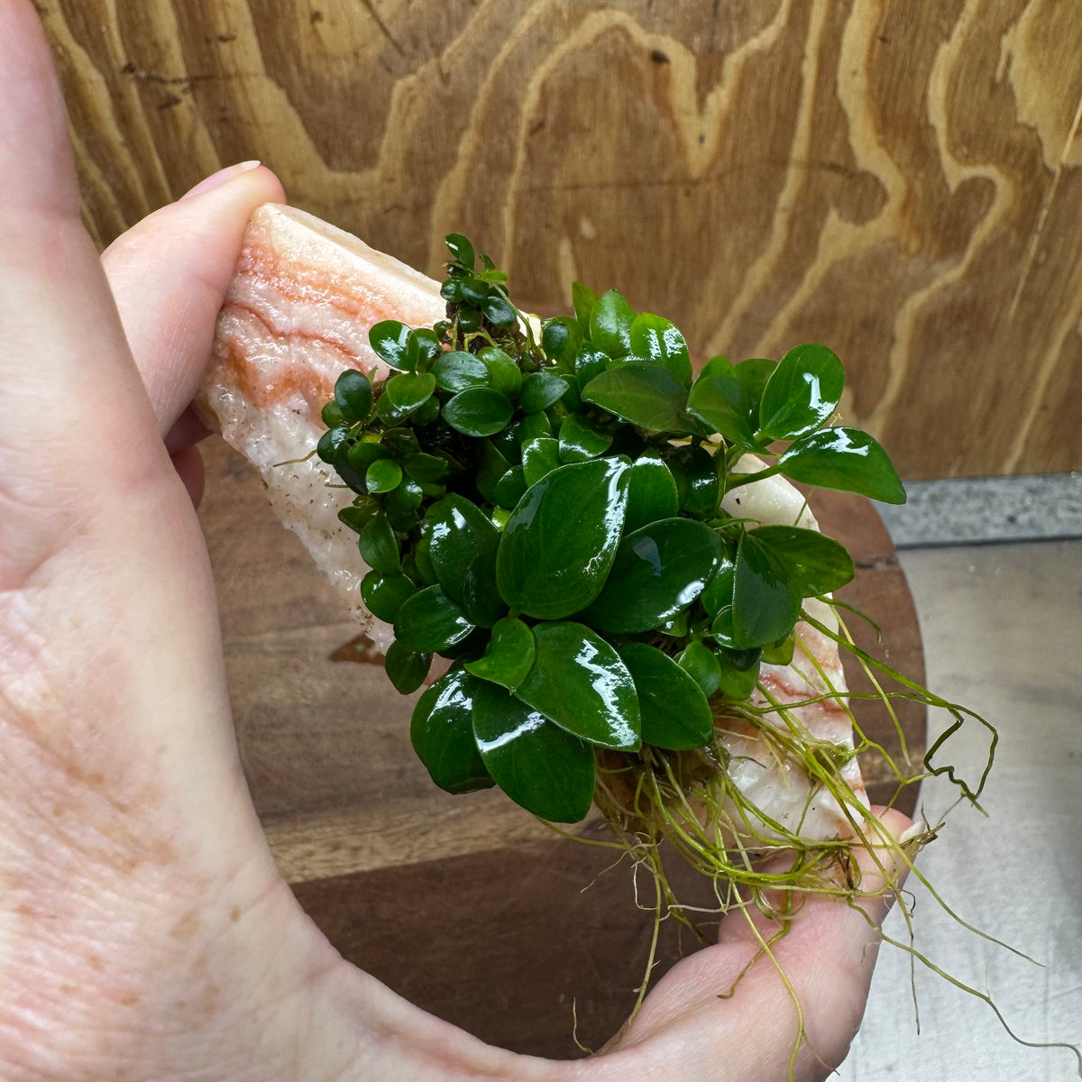 Scapeshop.com.au One Only Rosy Cloud Rock Creation with Petite Nana - ONE ONLY Rosy Cloud Rock Creation with Petite Nana Anubias Plant for Aquariums 
