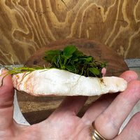 Scapeshop.com.au One Only Rosy Cloud Rock Creation with Petite Nana - ONE ONLY Rosy Cloud Rock Creation with Petite Nana Anubias Plant for Aquariums 