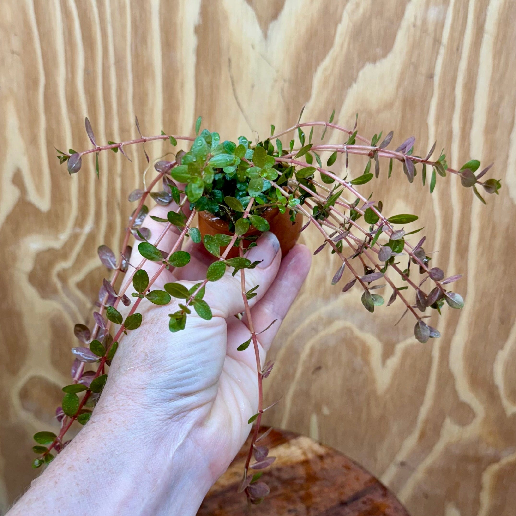 Scapeshop.com.au One Only Rotala Rotundifolia 'Colourata' Vase Urn - One Only Rotala Rotundifolia 'Colourata' Vase Urn One Only - Aquarium Plants Scapeshop Australia