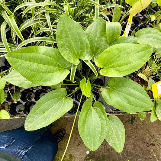 Pisces Enterprises One Only Schlueteri Sword - Extra-large Echinodorus Plant - One Only Schlueteri Sword - Extra-large Echinodorus Plant - One Only