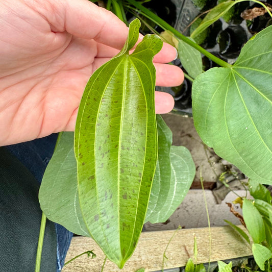 Pisces Enterprises One Only Schlueteri Sword - Extra-large Echinodorus Plant - One Only Schlueteri Sword - Extra-large Echinodorus Plant - One Only