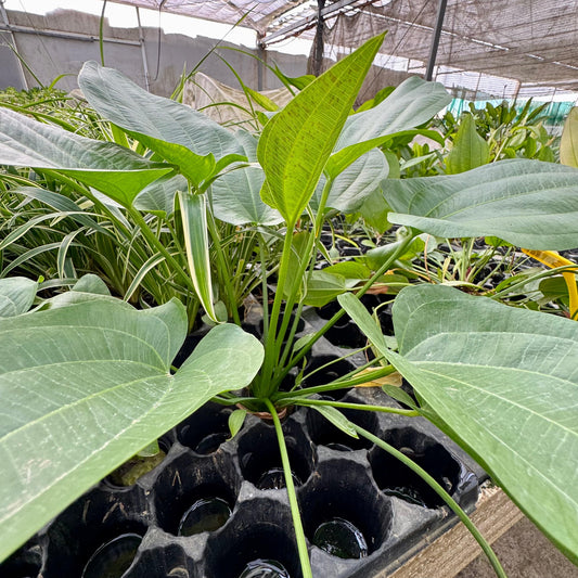 Pisces Enterprises One Only Schlueteri Sword - Extra-large Echinodorus Plant - One Only Schlueteri Sword - Extra-large Echinodorus Plant - One Only
