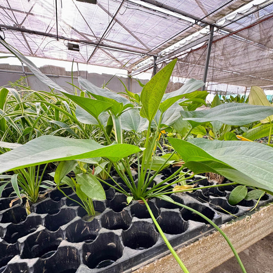 Pisces Enterprises One Only Schlueteri Sword - Extra-large Echinodorus Plant - One Only Schlueteri Sword - Extra-large Echinodorus Plant - One Only