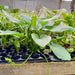 Pisces Enterprises One Only Schlueteri Sword - Extra-large Echinodorus Plant - One Only Schlueteri Sword - Extra-large Echinodorus Plant - One Only