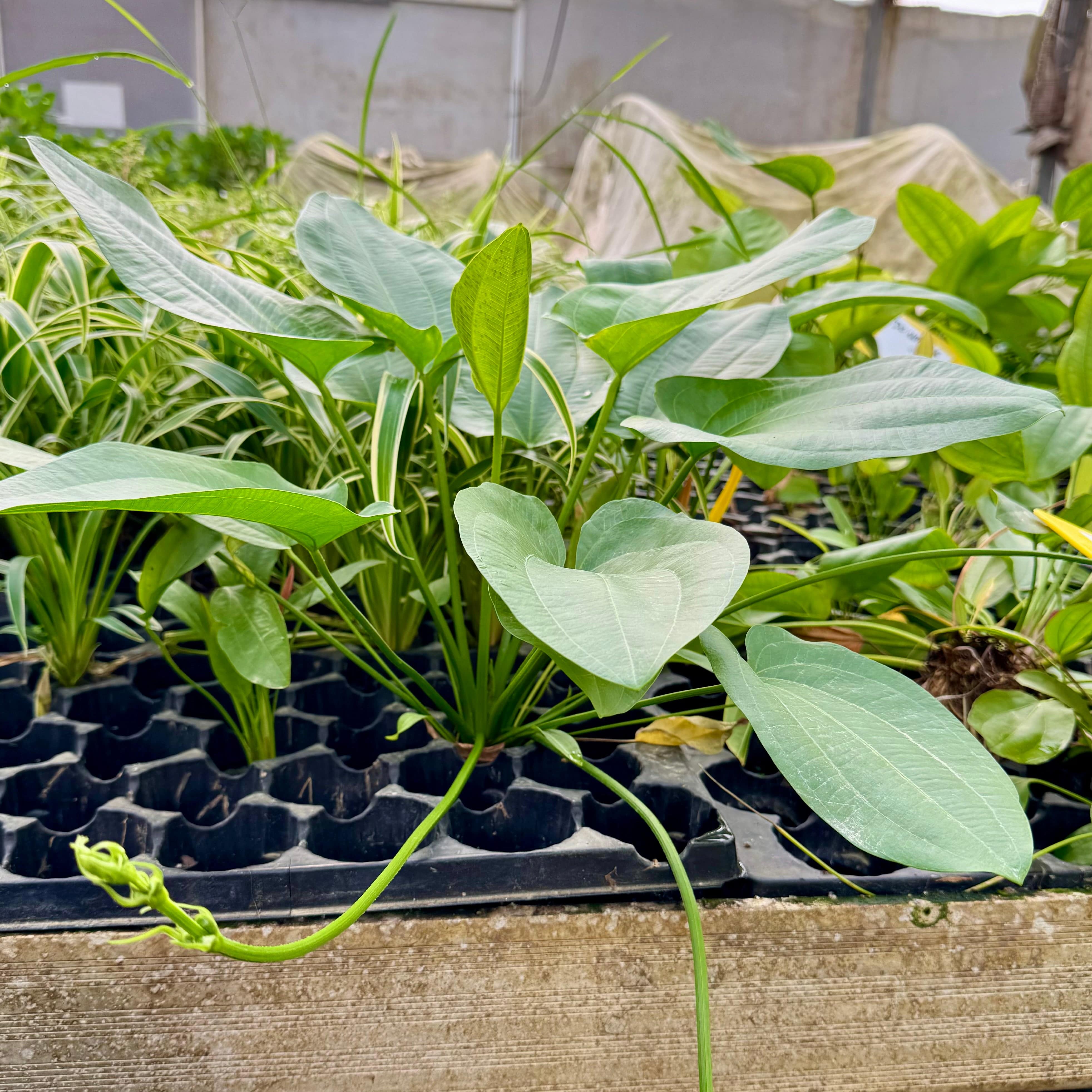 Pisces Enterprises One Only Schlueteri Sword - Extra-large Echinodorus Plant - One Only Schlueteri Sword - Extra-large Echinodorus Plant - One Only