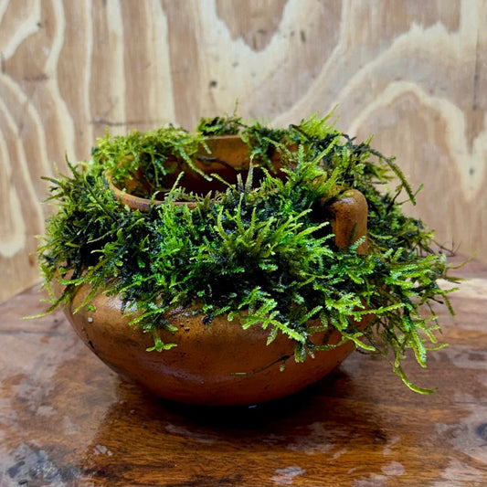 Scapeshop.com.au One Only Small Terracotta Urn with Handles and Fontinalis (Java Moss) - One Only Small Terracotta Urn with Handles and Fontinalis (Java Moss) - One Only