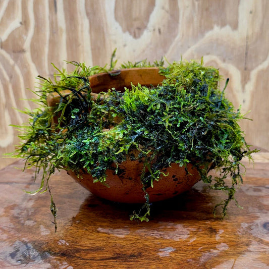 Scapeshop.com.au One Only Small Terracotta Urn with Handles and Fontinalis (Java Moss) - One Only Small Terracotta Urn with Handles and Fontinalis (Java Moss) - One Only