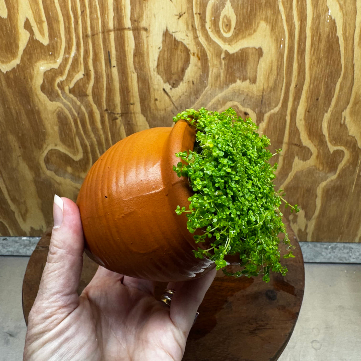 Scapeshop.com.au One Only Small Terracotta Urn with Hemianthus Cuba  - One Only For Aquarium Small Terracotta Urn with Cuba Carpeting Plant - One Only