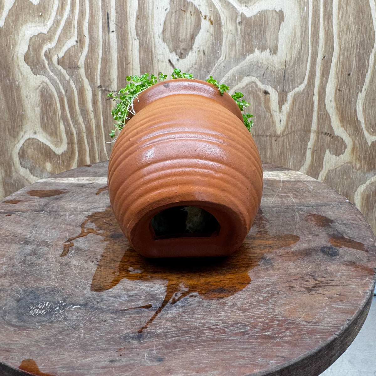 Scapeshop.com.au One Only Small Terracotta Urn with Hemianthus Cuba  - One Only For Aquarium Small Terracotta Urn with Cuba Carpeting Plant - One Only