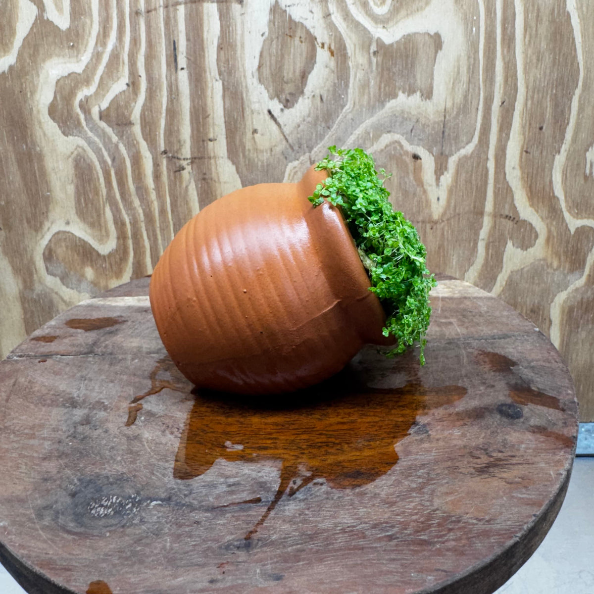 Scapeshop.com.au One Only Small Terracotta Urn with Hemianthus Cuba  - One Only For Aquarium Small Terracotta Urn with Cuba Carpeting Plant - One Only