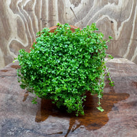 Scapeshop.com.au One Only Small Terracotta Urn with Hemianthus Cuba  - One Only For Aquarium Small Terracotta Urn with Cuba Carpeting Plant - One Only