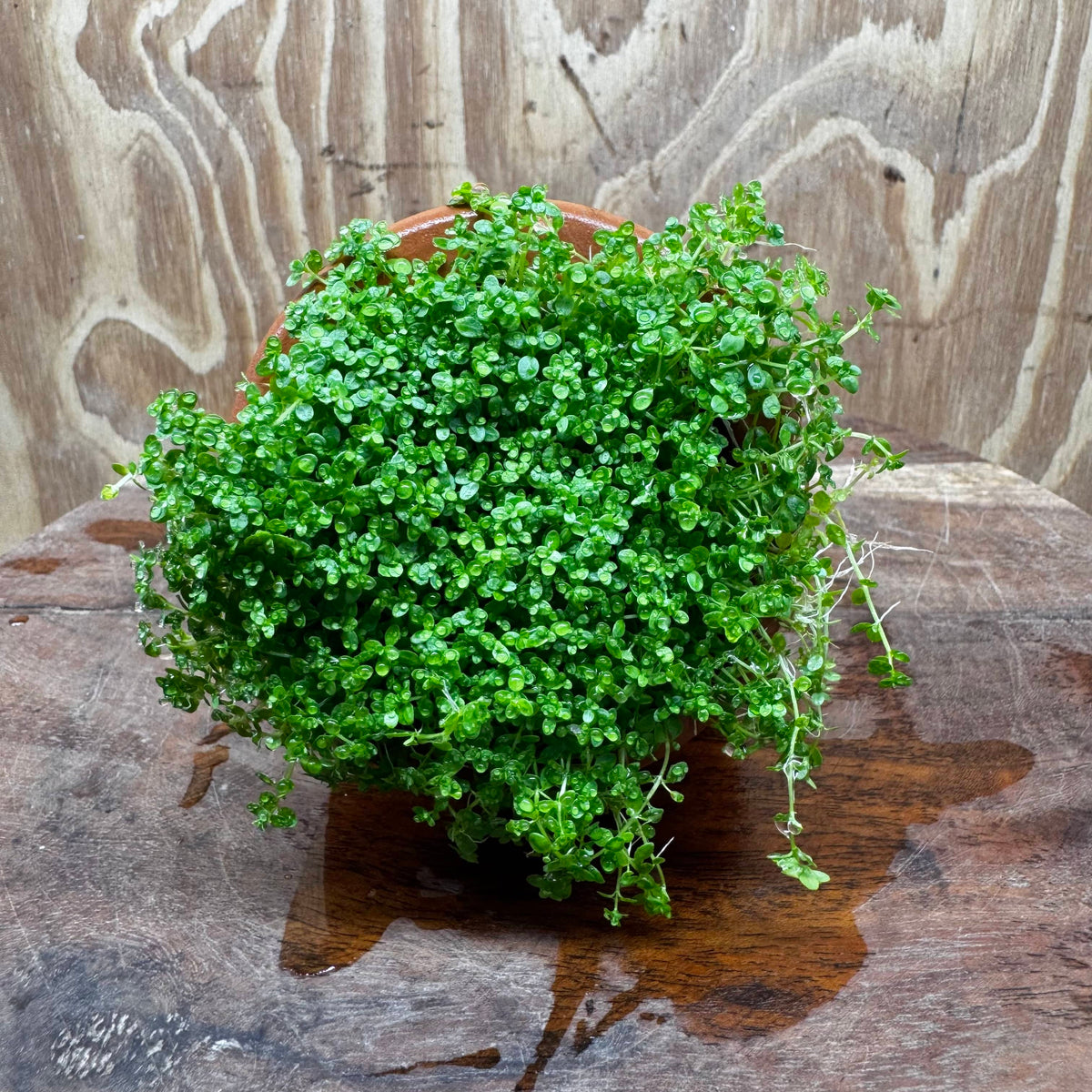 Scapeshop.com.au One Only Small Terracotta Urn with Hemianthus Cuba  - One Only For Aquarium Small Terracotta Urn with Cuba Carpeting Plant - One Only