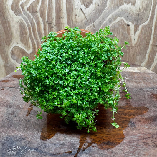 Scapeshop.com.au One Only Small Terracotta Urn with Hemianthus Cuba  - One Only For Aquarium Small Terracotta Urn with Cuba Carpeting Plant - One Only