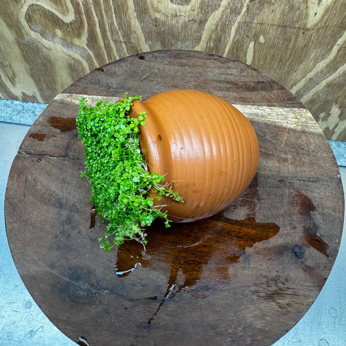 Scapeshop.com.au One Only Small Terracotta Urn with Hemianthus Cuba  - One Only For Aquarium Small Terracotta Urn with Cuba Carpeting Plant - One Only