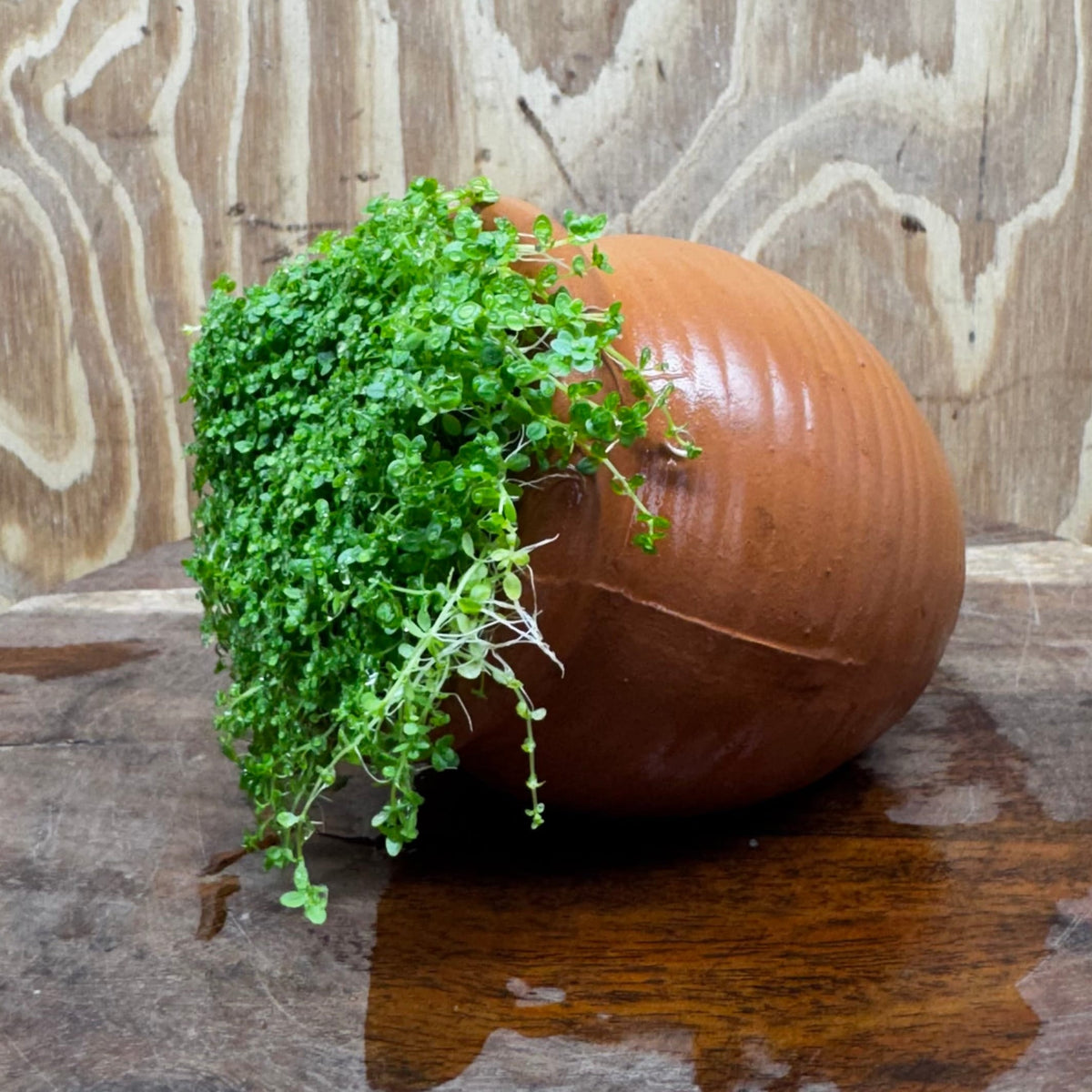 Scapeshop.com.au One Only Small Terracotta Urn with Hemianthus Cuba  - One Only For Aquarium Small Terracotta Urn with Cuba Carpeting Plant - One Only