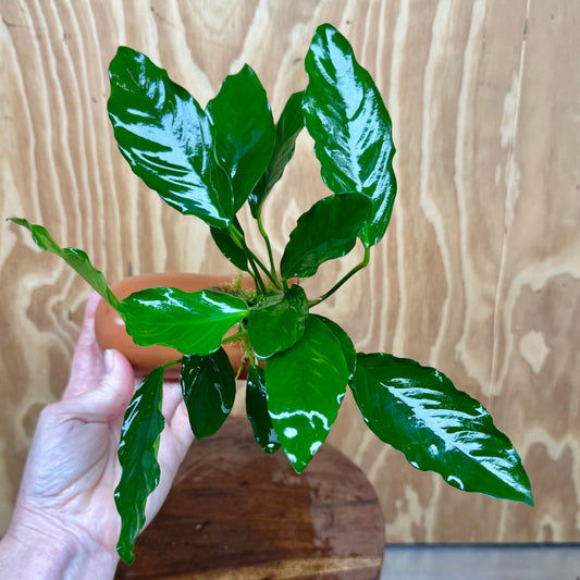 Scapeshop.com.au One Only Terracotta Breeding Cave with Anubias Angela - One Only Terracotta Breeding Cave with Anubias - One Only - Scapeshop Australia