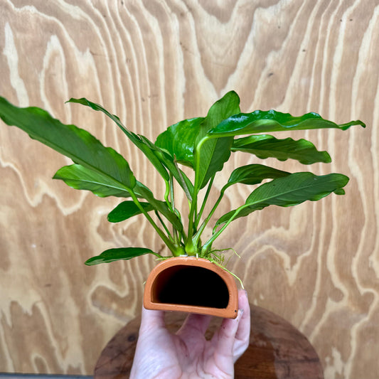 Scapeshop.com.au One Only Terracotta Breeding Cave with Anubias Angela - One Only Terracotta Breeding Cave with Anubias - One Only - Scapeshop Australia