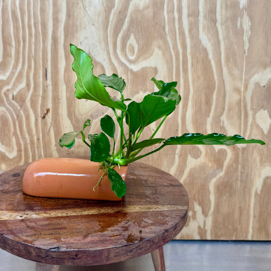 Scapeshop.com.au One Only Terracotta Breeding Cave with Anubias Angela - One Only Terracotta Breeding Cave with Anubias - One Only - Scapeshop Australia
