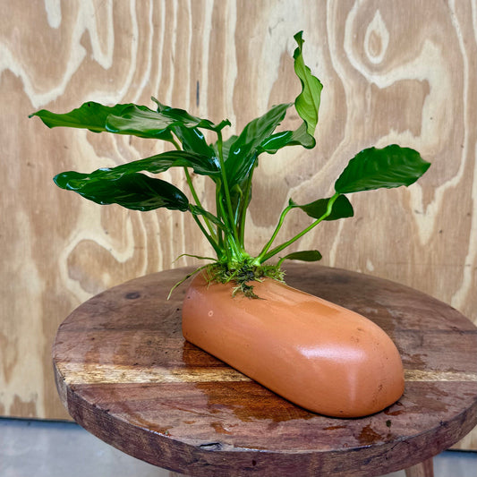 Scapeshop.com.au One Only Terracotta Breeding Cave with Anubias Angela - One Only Terracotta Breeding Cave with Anubias - One Only - Scapeshop Australia