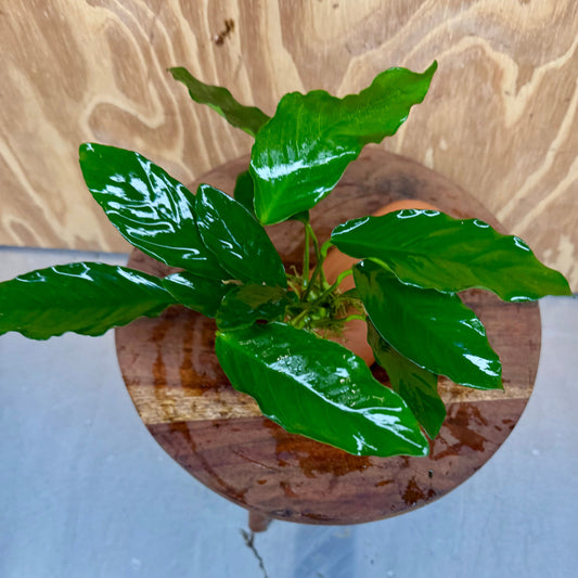 Scapeshop.com.au One Only Terracotta Breeding Cave with Anubias Angela - One Only Terracotta Breeding Cave with Anubias - One Only - Scapeshop Australia