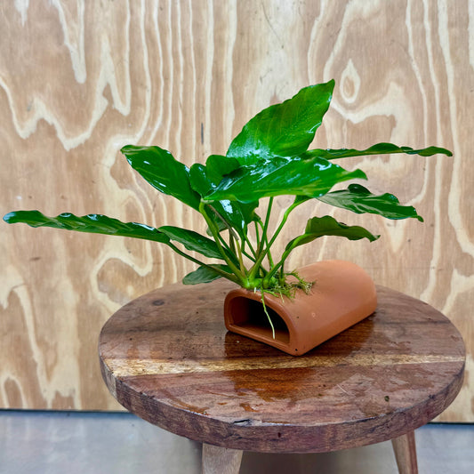 Scapeshop.com.au One Only Terracotta Breeding Cave with Anubias Angela - One Only Terracotta Breeding Cave with Anubias - One Only - Scapeshop Australia