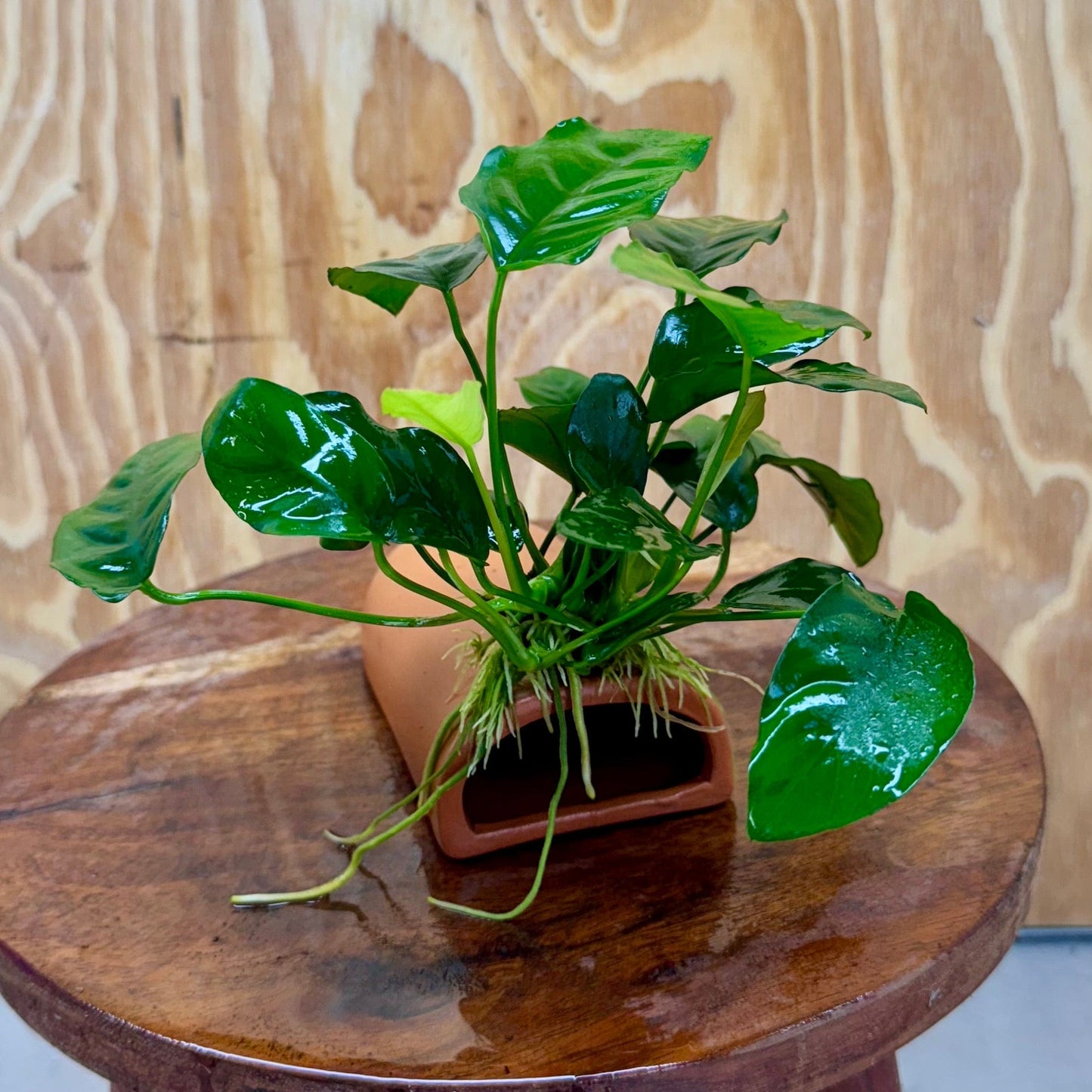 Scapeshop.com.au One Only Terracotta Breeding Cave with Anubias Nana - One Only Terracotta Breeding Cave with Anubias - One Only - Scapeshop Australia