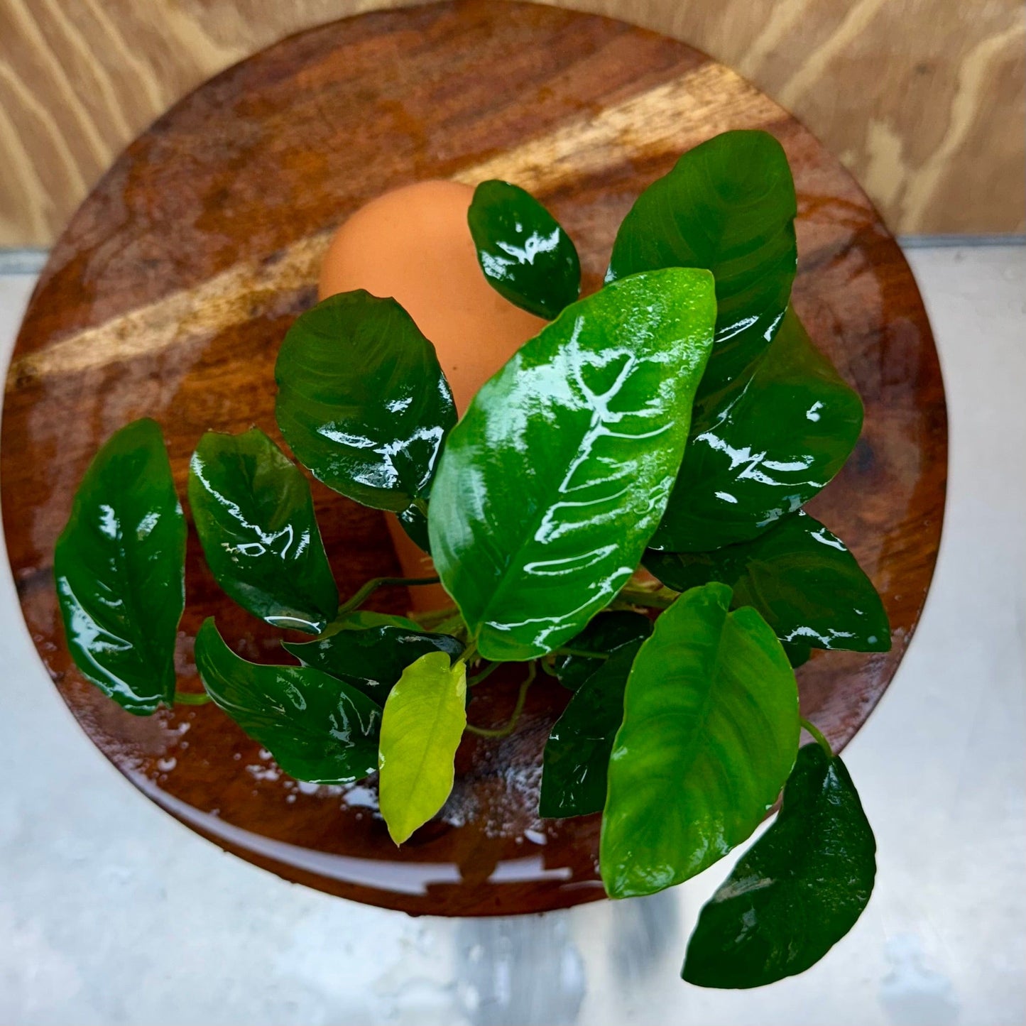 Scapeshop.com.au One Only Terracotta Breeding Cave with Anubias Nana - One Only Terracotta Breeding Cave with Anubias - One Only - Scapeshop Australia