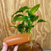 Scapeshop.com.au One Only Terracotta Breeding Cave with Anubias Nana - One Only Terracotta Breeding Cave with Anubias - One Only - Scapeshop Australia