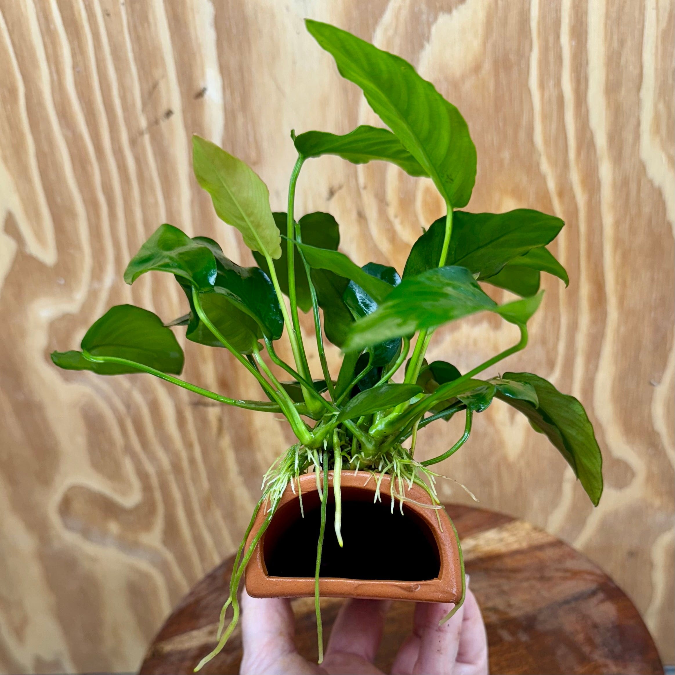 Scapeshop.com.au One Only Terracotta Breeding Cave with Anubias Nana - One Only Terracotta Breeding Cave with Anubias - One Only - Scapeshop Australia