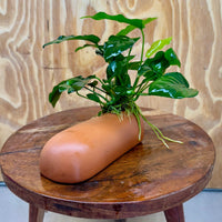Scapeshop.com.au One Only Terracotta Breeding Cave with Anubias Nana - One Only Terracotta Breeding Cave with Anubias - One Only - Scapeshop Australia