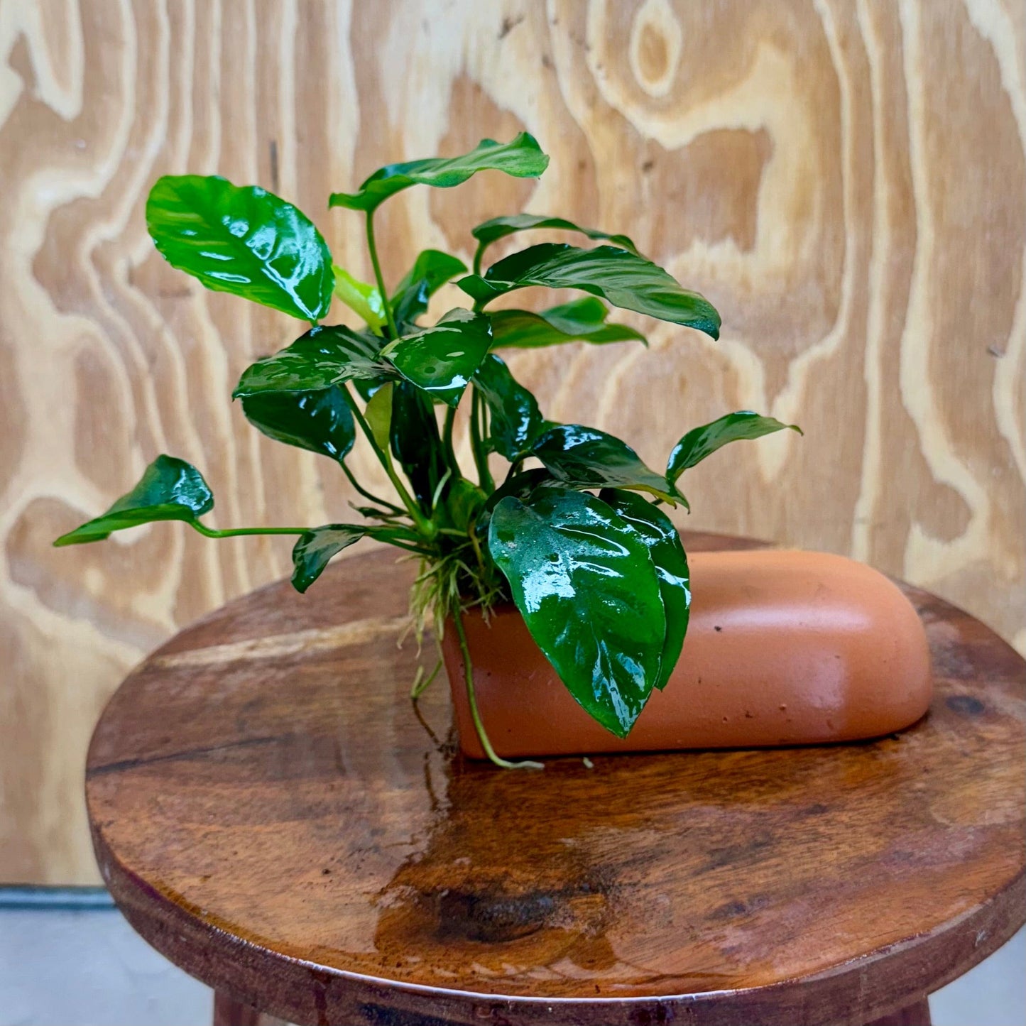 Scapeshop.com.au One Only Terracotta Breeding Cave with Anubias Nana - One Only Terracotta Breeding Cave with Anubias - One Only - Scapeshop Australia