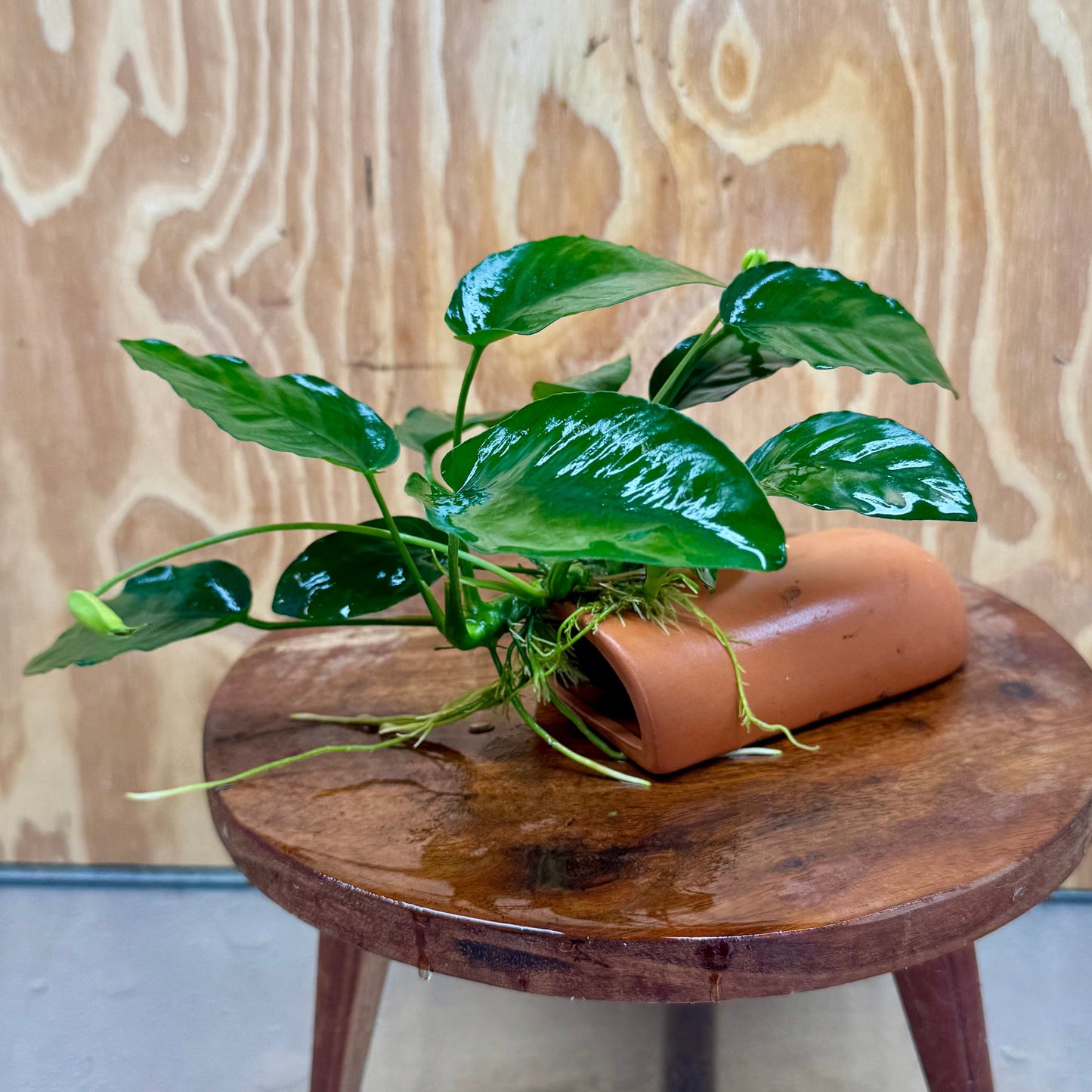 Scapeshop.com.au One Only Terracotta Breeding Cave with Anubias Nana - One Only - Awesome Terracotta Breeding Cave with Anubias - One Only - Scapeshop Australia