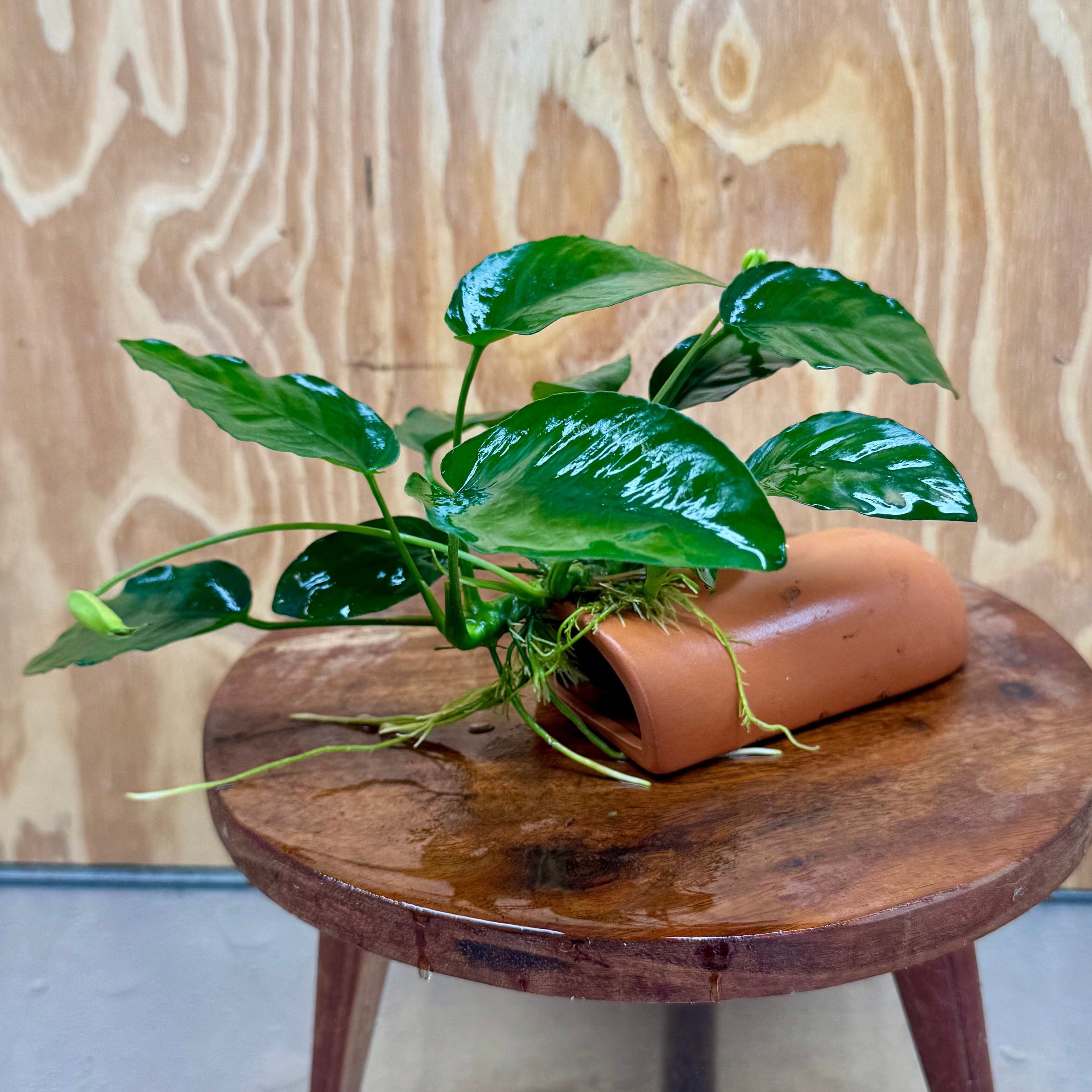 Scapeshop.com.au One Only Terracotta Breeding Cave with Anubias Nana - One Only - Awesome Terracotta Breeding Cave with Anubias - One Only - Scapeshop Australia