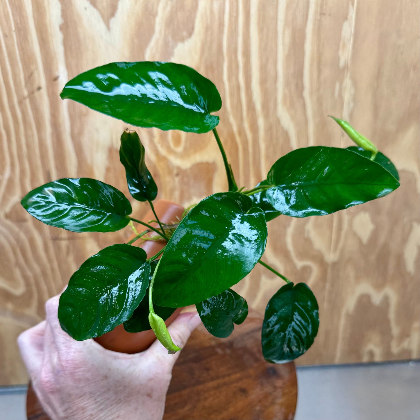 Scapeshop.com.au One Only Terracotta Breeding Cave with Anubias Nana - One Only - Awesome Terracotta Breeding Cave with Anubias - One Only - Scapeshop Australia